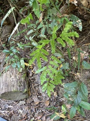 Lygodium reticulatum
