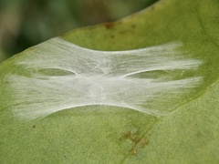 Proleucoptera smilactis