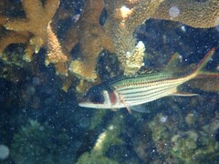 Neoniphon sammara