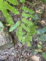 Lygodium reticulatum