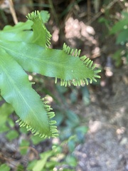 Lygodium reticulatum