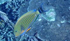 Acanthurus lineatus