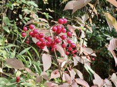 Viburnum erosum