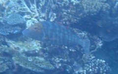 Lethrinus miniatus