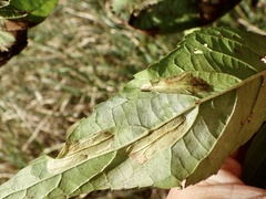 Phyllonorycter hancola