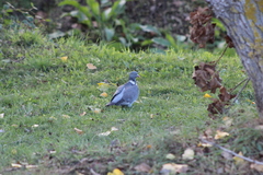 Columba palumbus