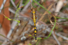 Orthetrum boumiera