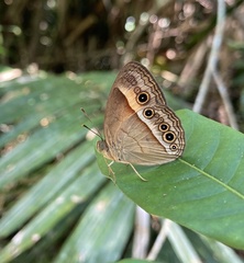 Mycalesis terminus