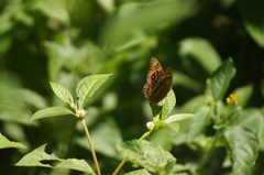 Junonia evarete