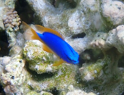 Fiji blue devil (Chrysiptera taupou) — Pomacentridae