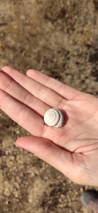 Mollusca