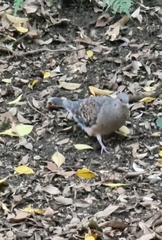 Streptopelia orientalis