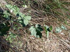 Convolvulus althaeoides