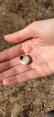 Mollusca
