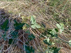Convolvulus althaeoides