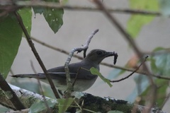 Turdus ignobilis