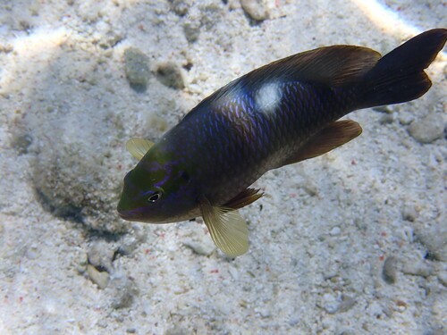 Whitespot gregory (Dischistodus pseudochrysopoecilus) — Pomacentridae — 2