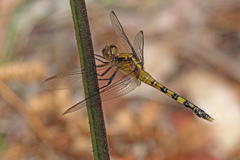 Orthetrum boumiera