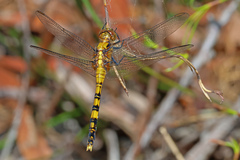 Orthetrum boumiera