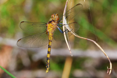 Orthetrum boumiera