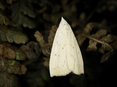 Rivula aequalis