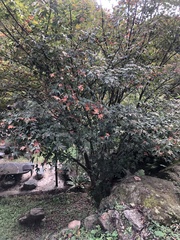 Acer serrulatum