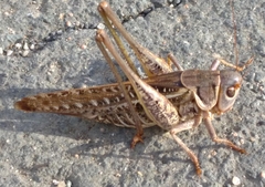 Decticus albifrons