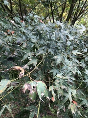 Acer serrulatum