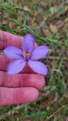 Cheiranthera linearis