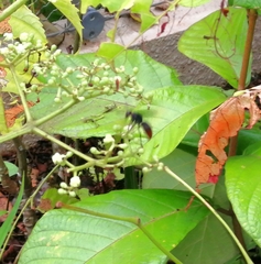 Rhynchium haemorrhoidale