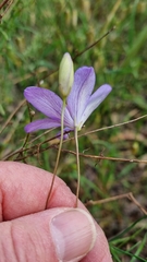 Cheiranthera linearis