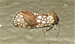 Dudgeonea leucosticta