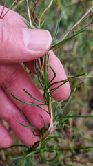 Cheiranthera linearis