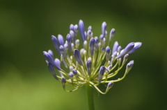 Agapanthus praecox