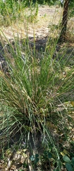 Urelytrum giganteum