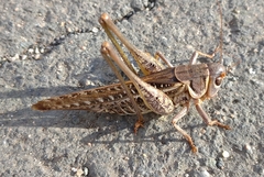 Decticus albifrons