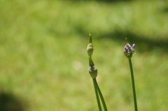 Agapanthus praecox