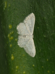 Idaea minuscularia
