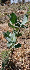 Calotropis procera