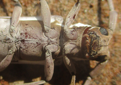 Prosopocera paykulli