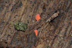 Bilobella braunerae