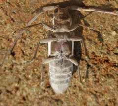 Prosopocera paykulli
