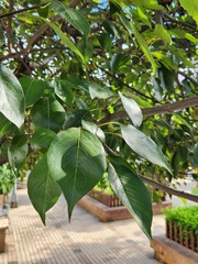 Pyrus pyrifolia