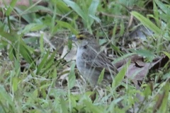 Ammodramus aurifrons