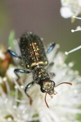 Clerinae