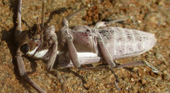 Prosopocera paykulli