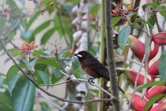 Ramphocelus carbo