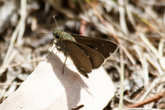 Hesperilla crypsigramma