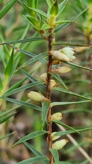 Melichrus urceolatus