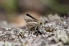 Hesperilla crypsigramma